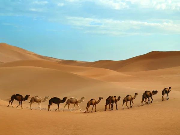 Desert Cultural Centre