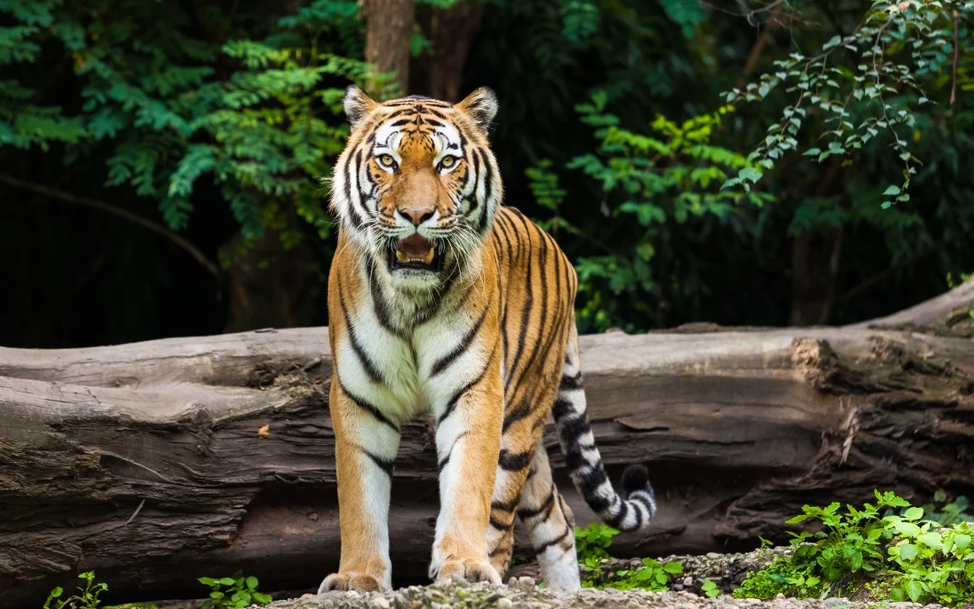 Rajasthan Wildlife Tour